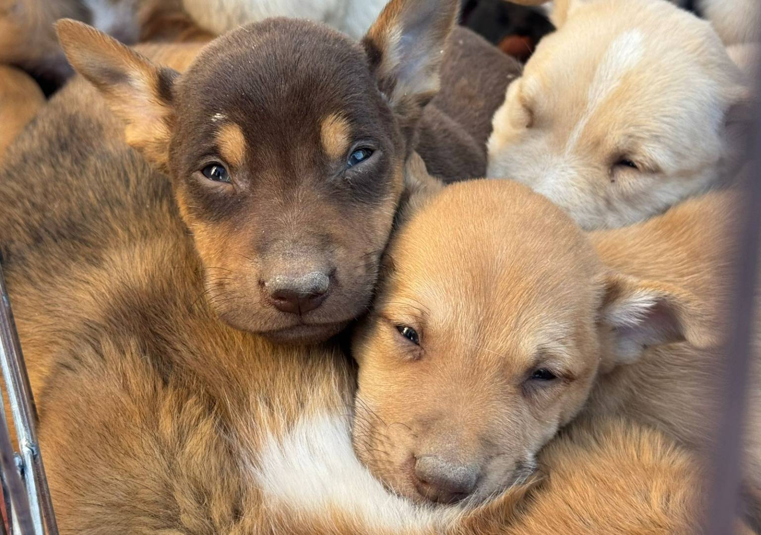 Invita Centro de Rescate Animal a adoptar cachorros este viernes en Presidencia Delicias