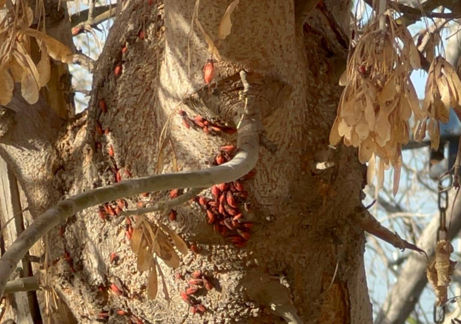 Controla Gobierno Municipal plaga de insectos detectada en árboles de El Pedregal en Delicias