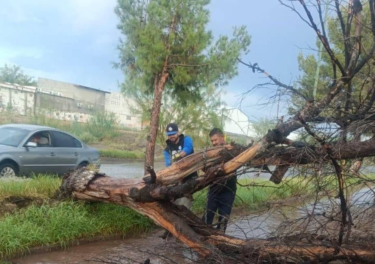Atienden corporaciones reportes por árboles derribados tras fuertes vientos en Delicias